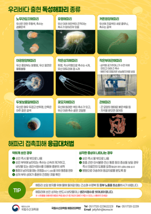 전국 바다 덮친 독성 해파리…발생 시기 2주 빨라지고 개체수 5배 급증