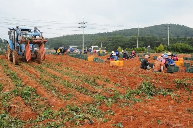 전남광주, 고구마 부산물 업사이클링으로 자원 순환 산업 모델 구축