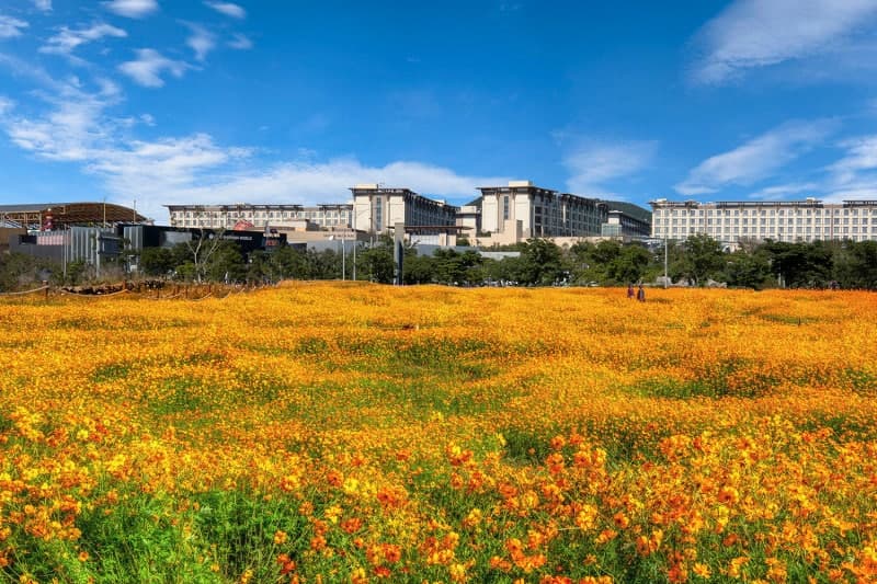 제주신화월드 신화가든, 황화코스모스 만개한 황금빛 물결