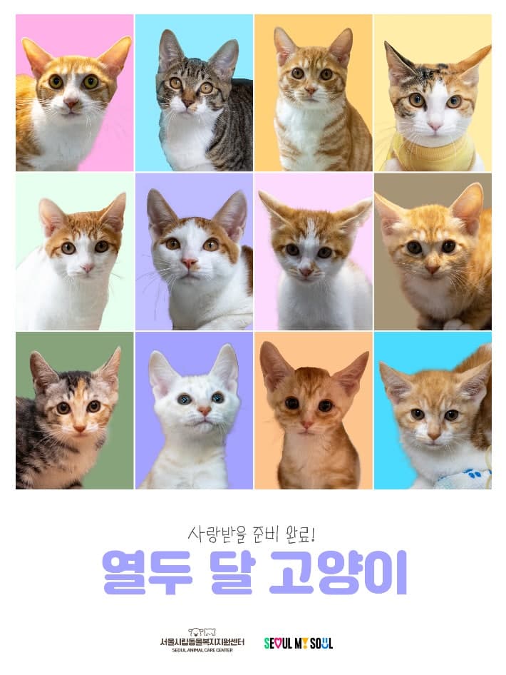 방임 위기 벗어난 '열두 달 고양이' 12마리 새 가족 찾는다