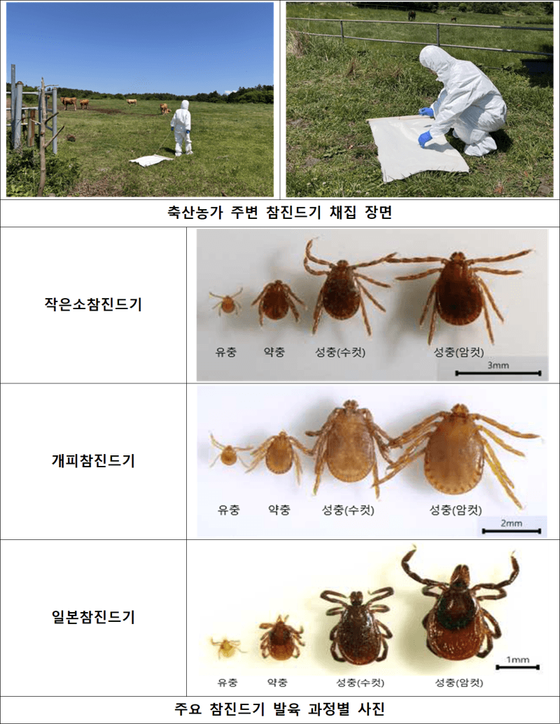 여름철 축사 주변 진드기 비상…SFTS 치명률 18.5% 예방이 최선
