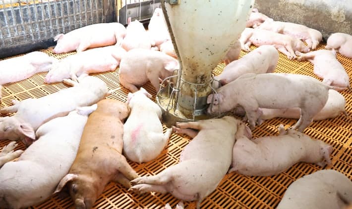 폭염에 가축 36만 마리 폐사…농식품부, 현장 점검 및 예방 지원 강화