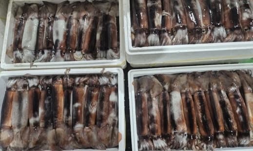 이상기후가 바꾼 바다 지도…군산 앞바다, 물오징어 풍년으로 활기