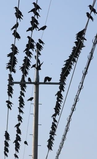 "불쌍해서" 새끼 까마귀 데려온 40대, 벌금 70만원 선고유예