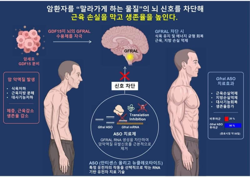 KAIST, 암 환자 근육 손실 막는 ‘악액질’ 치료 원리 규명