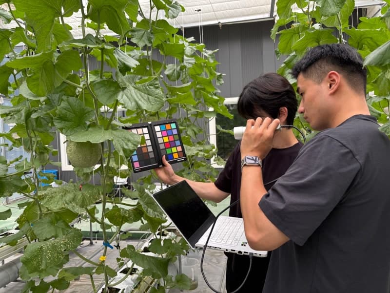용인시-서울대, 멜론 등 박과류 수확 적기 판정 기술 개발 나선다