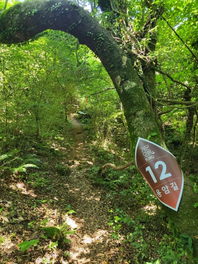 1년에 단 5일, 예약 없이 걷는 제주 거문오름 용암길 특별 개방