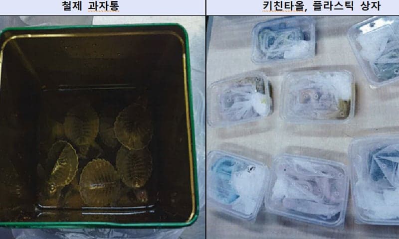 ‘인형’이라 속여 멸종위기종 밀수…아파트서 코브라·악어 키운 조직 기소