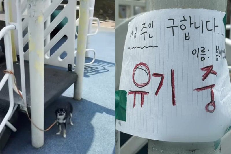 36도 폭염 속 놀이터에 반려견 묶어두고 유기한 30대 여성 입건
