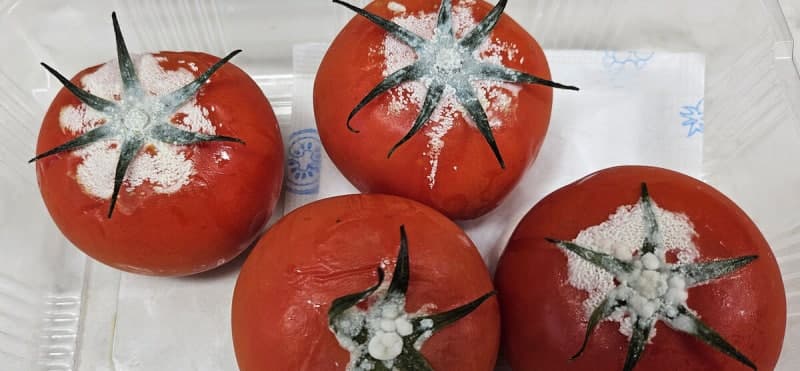 달콤한 스테비아 토마토의 진실, 농산물 아닌 가공식품으로 드러나