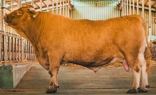 1.7t 초대형 종모우 '대한이', 장수한우랑사과랑축제서 첫 공개