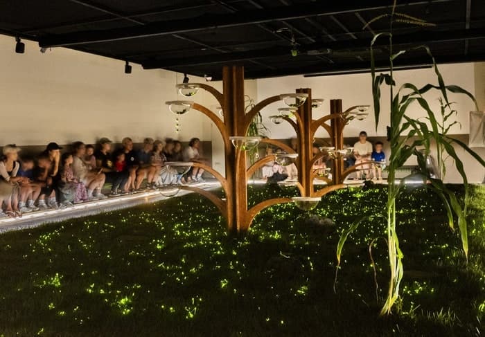 에버랜드, 여름밤 반딧불이 축제와 나이트 사파리로 방문객 몰이