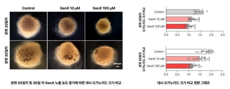 '미니 뇌'로 확인한 GenX의 역설…뇌 성장 억제하는 발달독성 규명
