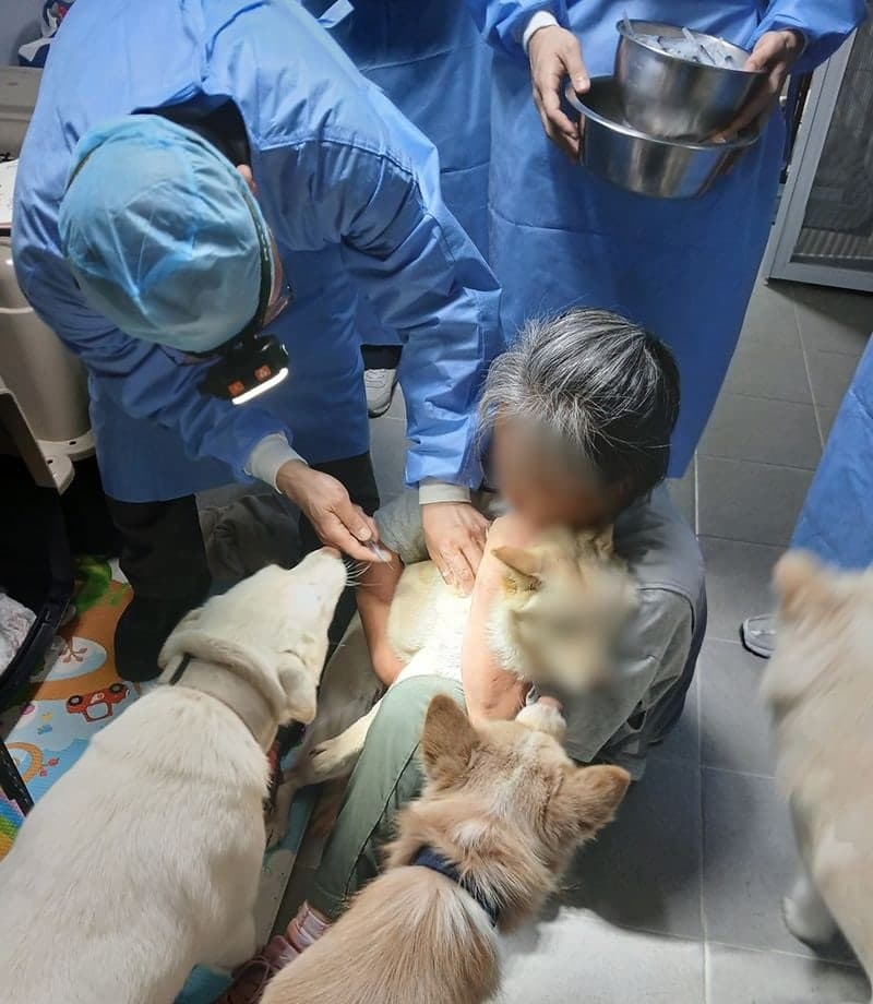 경기도, 민간 동물보호시설 찾아가 보호동물 717마리 진료 지원