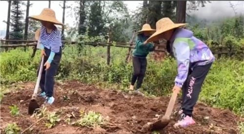 200만원 내고 돼지 먹이고 감자 캐고… 中 학부모들 '농촌 고생 캠프' 열풍