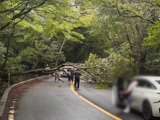 제주 한라산 271.5mm 폭우…516도로 나무 쓰러져 통행 차질