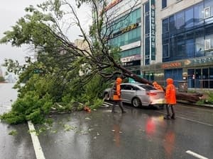 울산 강풍에 가로수 쓰러져 택시 덮쳐…승객 1명 부상