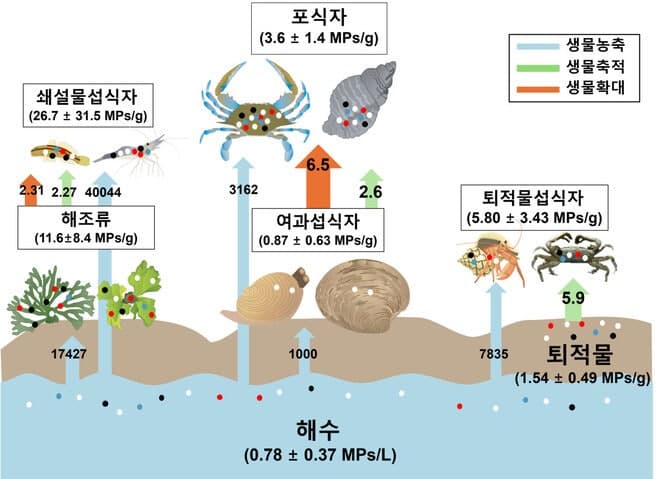 인하대 연구진, 갯벌 먹이사슬 따른 미세플라스틱 축적 세계 최초 입증