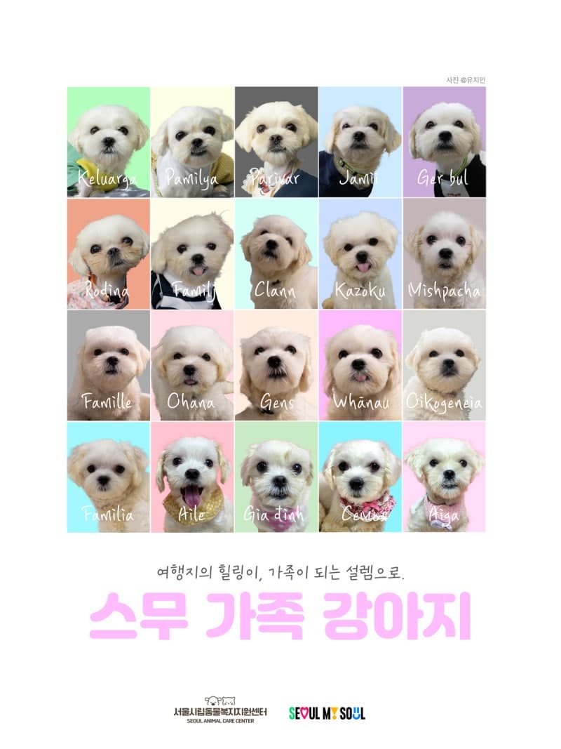 구조된 강아지 20마리 새 가족 찾는다…서울시, 공개 입양 신청