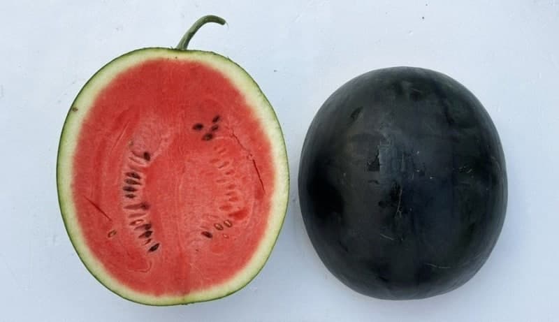 충북농업기술원, 1~2인 가구 겨냥 고당도 중소형 수박 '썬스타' 개발