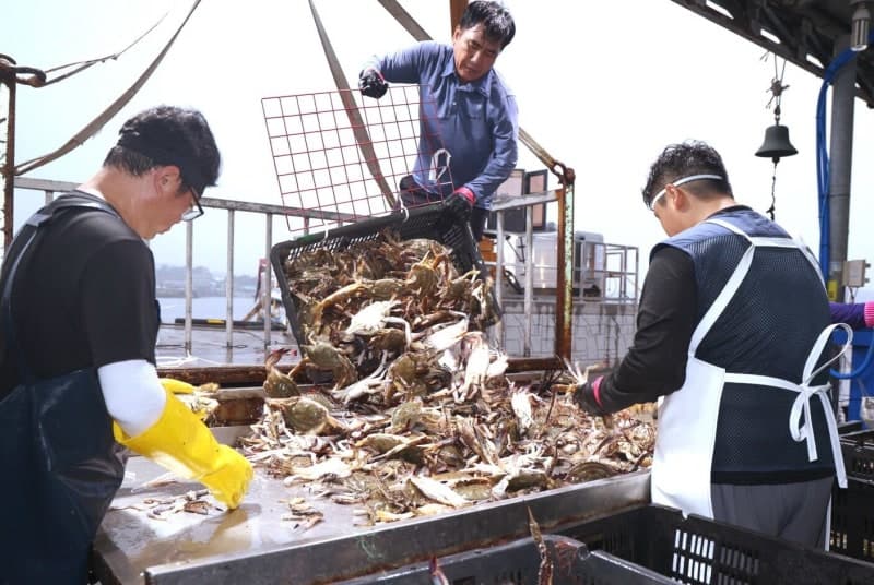 올가을 서해 꽃게 어획량 감소 전망…자원량은 오히려 늘었다