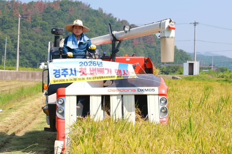 경주서 올해 첫 벼베기 시작…조생종 ‘해담벼’ 본격 수확