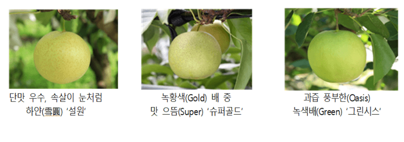 명절용 '신고' 독주 막는다…농진청, 맛과 품질 앞세운 녹색배 보급 확대
