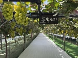 경기관광공사, 화성 송산포도 미식 여행 ‘달콤위크 결실의 식탁’ 개최
