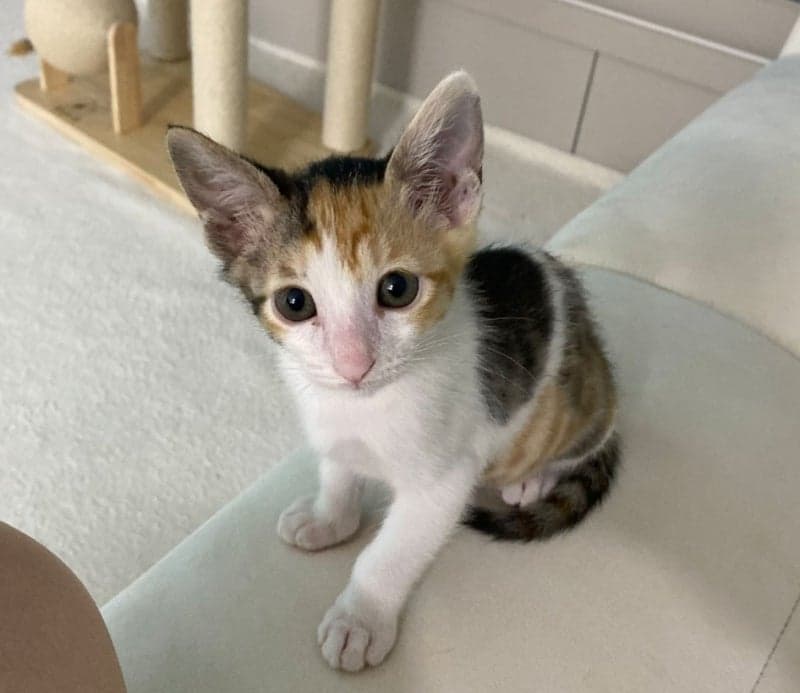“기분 나빠서”…김해 빌라 5층서 새끼 고양이 4마리 던져 죽인 20대 외국인 입건