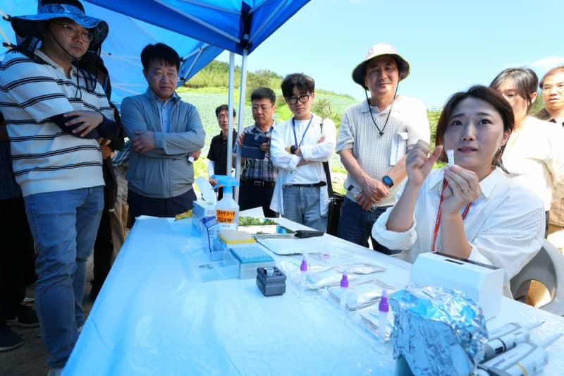 강원농업기술원, 고랭지 배추 '반쪽시들음병' 방제 신기술 현장 평가