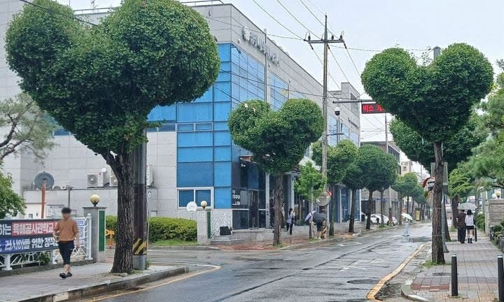 산림청 우수사례 뽑힌 청주 하트 가로수길 과도한 가지치기 논란