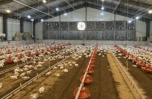 경험 대신 데이터로 닭 키운다…농진청, 생산성 높인 '2세대 육계 스마트팜' 개발
