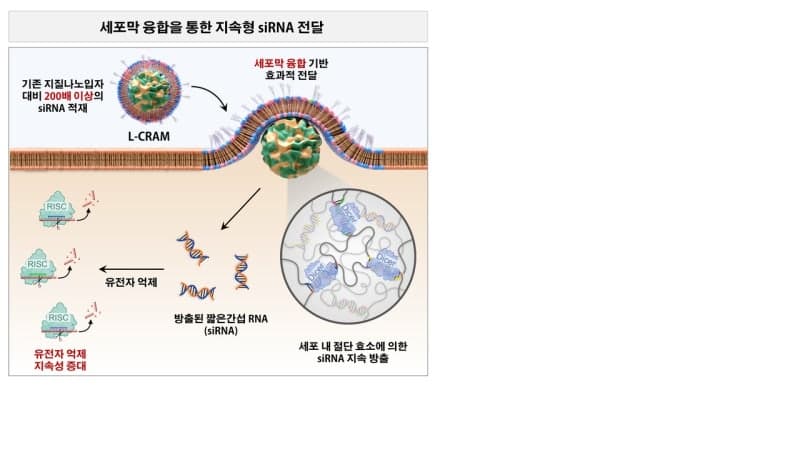 한 번 투여로 4주 효과…복합대사질환 겨냥 'RNA 치료제' 전달 기술 개발