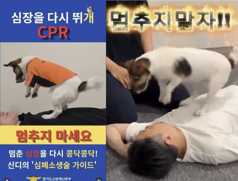 심장을 다시 뛰개…두 발로 꾹꾹 심폐소생술 하는 천재 반려견 '신디'