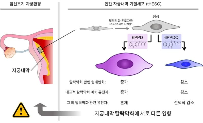 타이어 유래 신종 오염물질이 초기 임신 환경에 미치는 위해성 규명