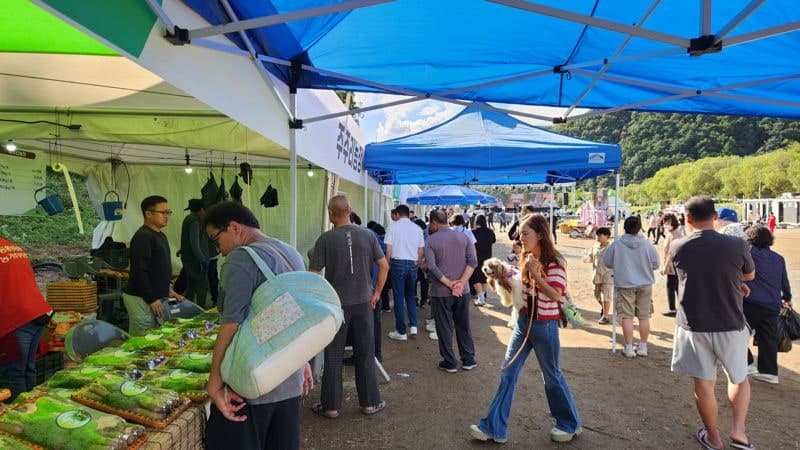 더덕향기 가득한 제13회 횡성더덕축제, 11일부터 3일간 열린다