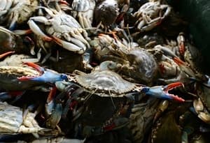 처치 곤란 '블루크랩'의 변신…이탈리아, 아시아 수출로 연 316억 수익