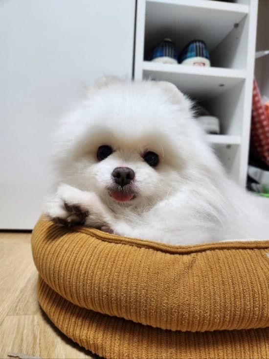 힐스코리아, 포인핸드와 손잡고 '시니어 유기견' 입양 가정 영양관리 지원