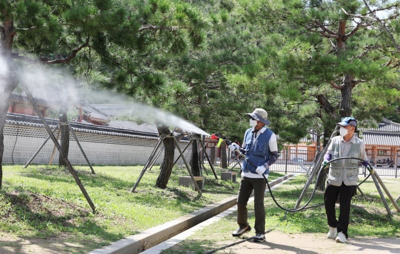 폭염 꺾이자 모기 활동 급증…AI 감시 도입 후 처음으로 100개체 돌파