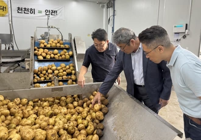 한국농수산식품유통공사, 2026년산 고랭지감자 1300톤 정부수매 추진