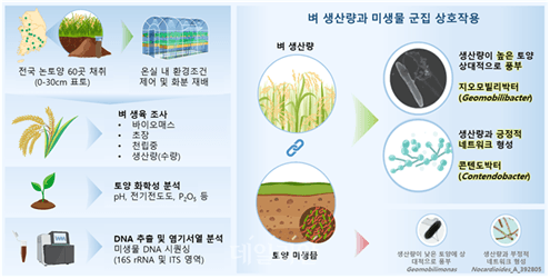 농촌진흥청, 벼 생산량 높이는 토양 속 핵심 미생물군 규명