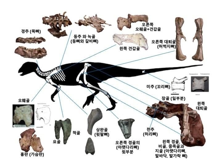 한반도 최초 조각류 공룡 '코리아노사우루스 보성엔시스' 천연기념물 지정