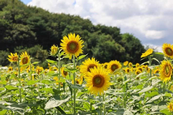 양양 주청리, 황금빛 해바라기 만개…가을 정취 물씬