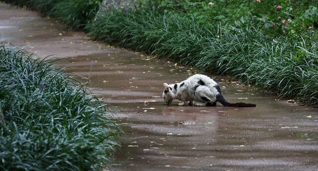 스트레스 풀려고 길고양이 4마리 잔혹 살해한 30대 집행유예