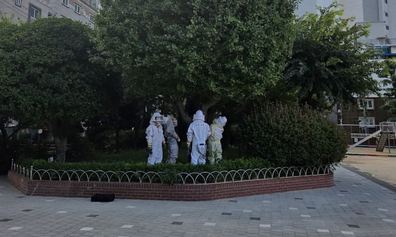 부산 초등학교 등굣길 덮친 말벌 떼…주민 8명 중·경상 입어