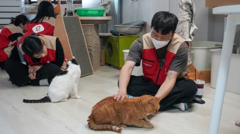 롯데글로벌로지스, 한국 고양이의 날 맞아 유기묘 보호소 봉사 및 물품 기부