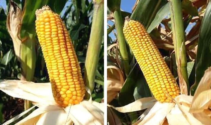 수입산보다 저렴한 국산 사료용 옥수수 종자, 28일부터 신청 접수