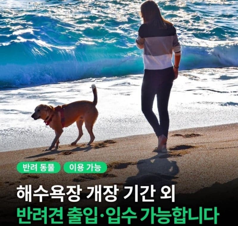 강릉 해변 반려견 출입 논란…시 당국 '개장 기간 외엔 가능' 해명