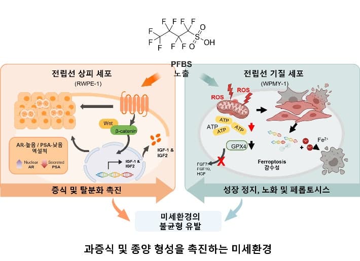 PFAS 대체물질 PFBS, 전립선 세포 종류에 따라 반응 갈린다
