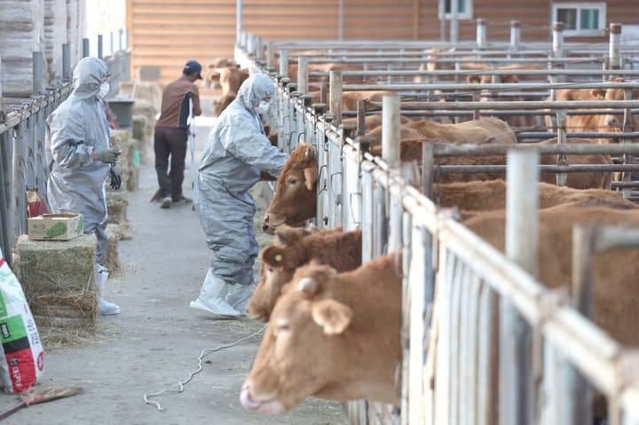 인천 강화군 한우 농가서 구제역 발생…강화·김포 일시이동중지 명령
